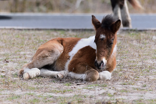 An Assateague foal taking a break from the tourist campers in the assateague island national seashore on a late spring morning