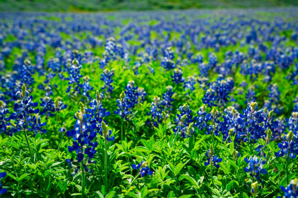 Texas State Flower: The Bluebonnet Central Texas in Spring time brings gorgeous blooms of Bluebonnet fields across green hillsides texas bluebonnet stock pictures, royalty-free photos & images