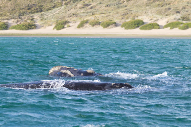 istock Whale watching from Valdes Peninsula,Argentina. Wildlife 1390386715