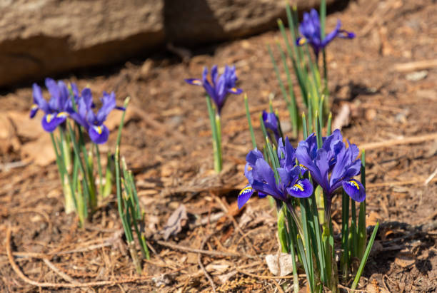istock A small purple iris (Iris reticulata) that blooms in the early spring. 1390386867