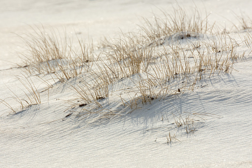 Closeup of dune grass and sand on Assateague Island beach.