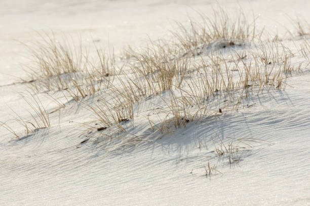 Closeup of dune grass and sand on Atlantic beach. Closeup of dune grass and sand on Assateague Island beach. assateague island national seashore photos stock pictures, royalty-free photos & images