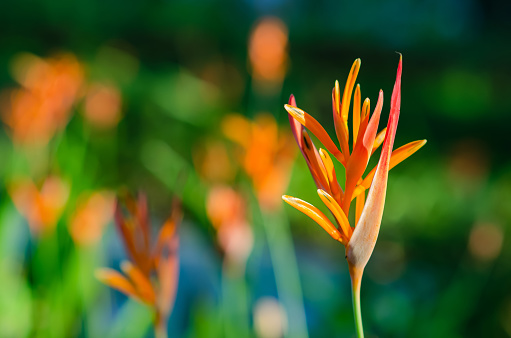 Selective focus of Heliconia flower with blurred background in the garden of the park.