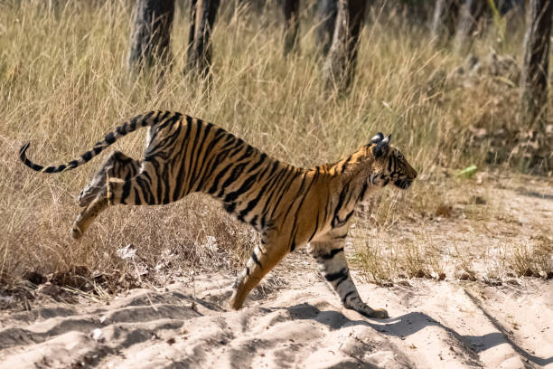 istock A young tiger running after a prey 1390387948
