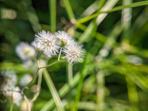 istock plants and flowers in the yard 1390388775