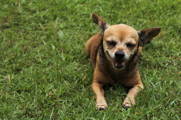 Small Chihuahua Dog outdoors on green lawn stock photo