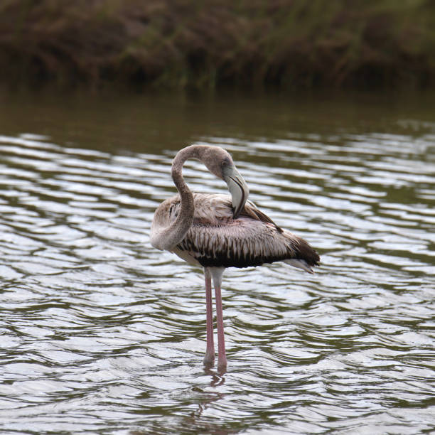 American Flamingo (immature) (phoenicopterus ruber) standing in shallow water