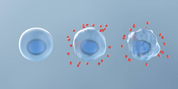 Normal Cell to Oxidative Stress and Cell Death by Aggressive Free Radicals stock photo