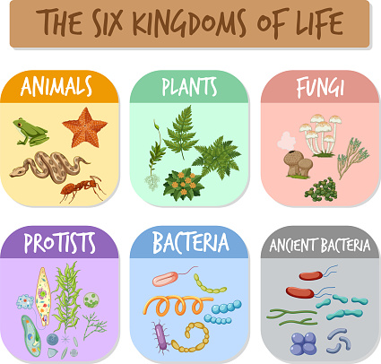 The six kingdoms of life illustration