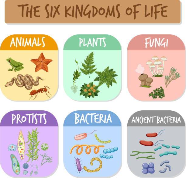 The six kingdoms of life The six kingdoms of life illustration protozoan stock illustrations