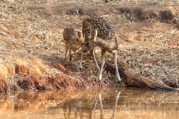 istock Spotted dears drinking in the lake 1390398288
