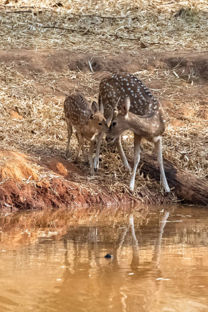 istock Spotted dears drinking in the lake 1390398298