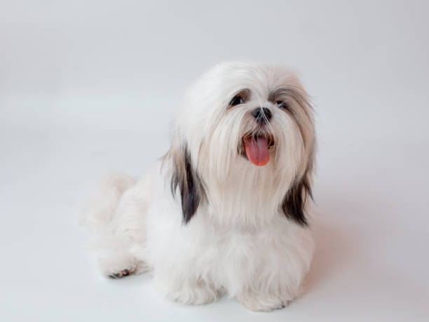 istock Shih Tzu puppy dog on white background 1390399833