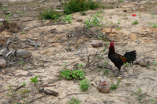 Rooster with red crest with brown and  black feather standing on a meadow., Cock native of Thailand
