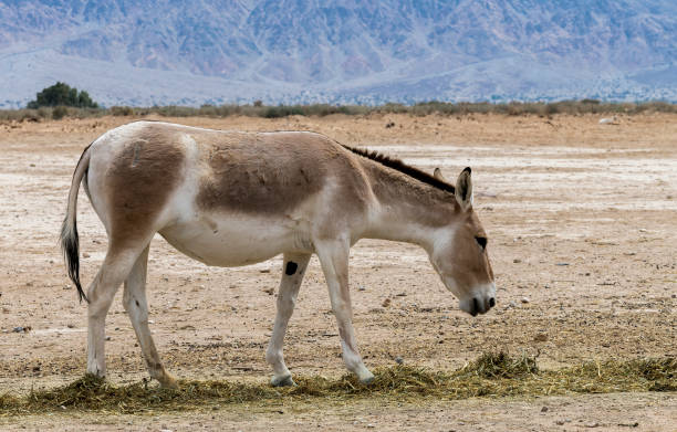 istock Onager is semi-domesticated donkey 1390399868