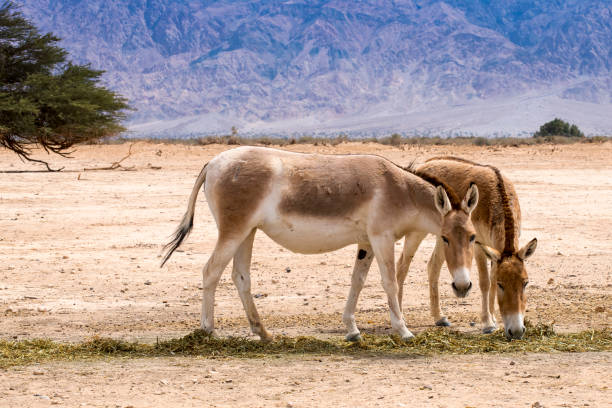 istock Onager is semi-domesticated donkey 1390399869
