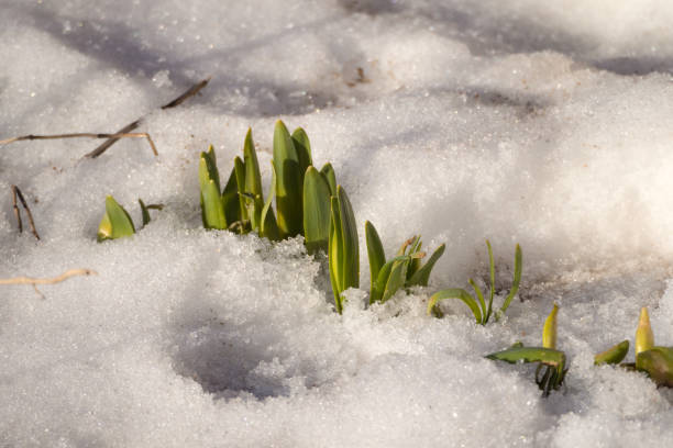 istock small green sprouts of flowers 1390400677