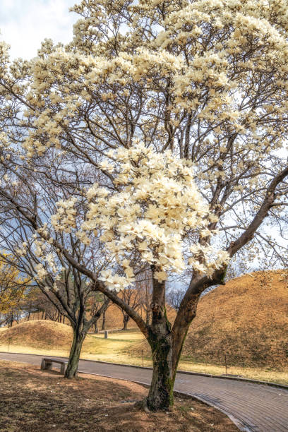 White flower of the magnolia against the background of the building in the city is in bloom.