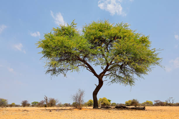 istock African camel-thorn tree (Vachellia erioloba) against a blue sky, South Africa 1390404823