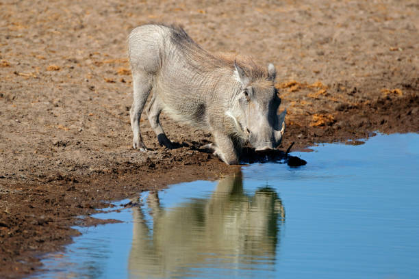 A warthog (Phacochoerus africanus) drinking at a waterhole, Etosha National Park, Namibia