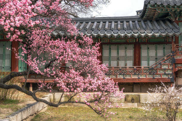 istock Prunus mume maehwa flowers 1390404884