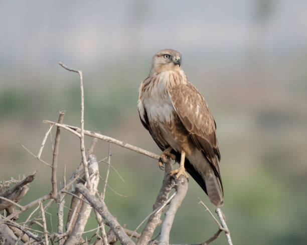 istock Close-up of a bird named Long-legged Buzzard 1390406700