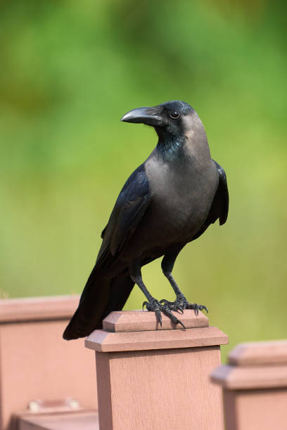 A crow on a fence in maldives