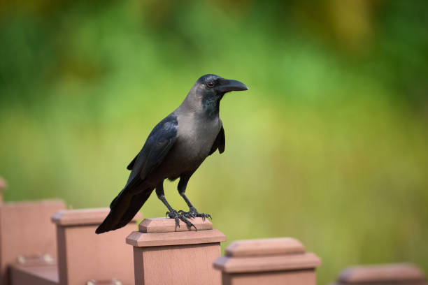 istock A crow on a fence in maldives 1390408600