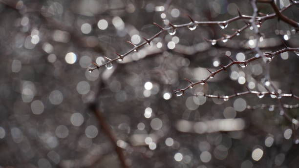 istock Morning dew on bare branches of Ziziphus lotus a small deciduous tree. Bokeh effect 1390410578