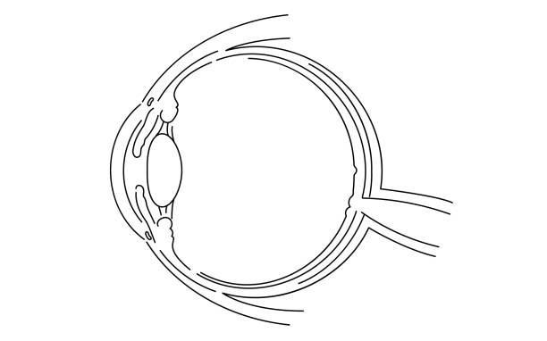 illustrations, cliparts, dessins animés et icônes de illustration schématique de l’œil (dessin au trait) - choroid