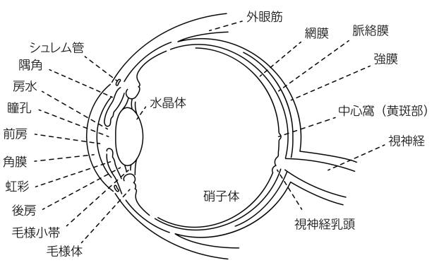 ilustrações, clipart, desenhos animados e ícones de ilustração diagramática do olho (desenho de linha) - choroid