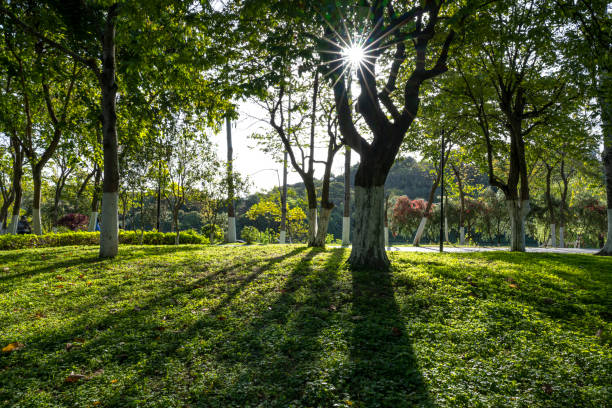 Spring in Fujian Province, China. Green plants in the park