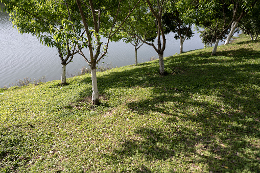 Spring in Fujian Province, China. Green plants in the park