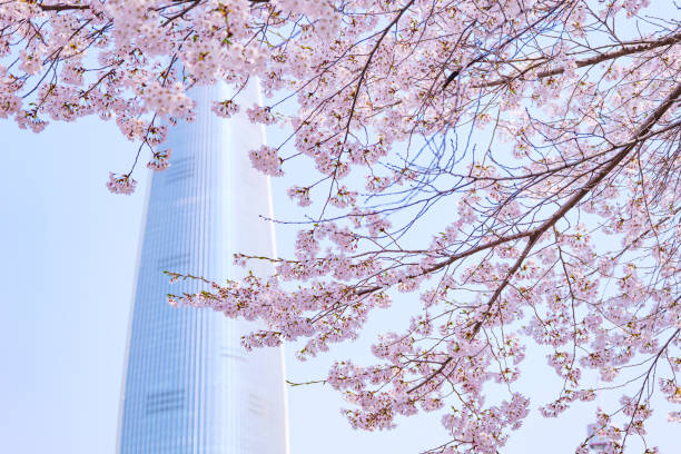 istock beautiful branches of pink Cherry blossoms on the tree under blue sky, Beautiful Sakura flowers during spring season in the park, 1390416177