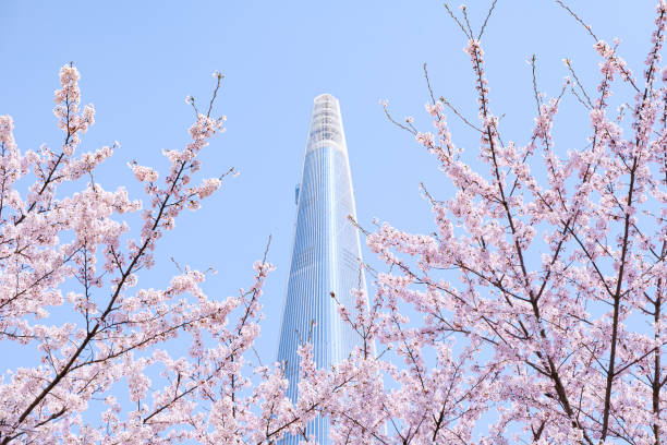 istock beautiful branches of pink Cherry blossoms on the tree under blue sky, Beautiful Sakura flowers during spring season in the park, 1390416183