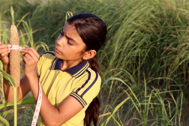 Female farmer of Indian ethnicity standing in the millet crop field during springtime and measuring barley using tape measure in the field portrait close up.