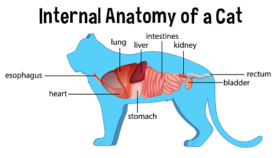 Anatomy of a Domestic Cat illustration