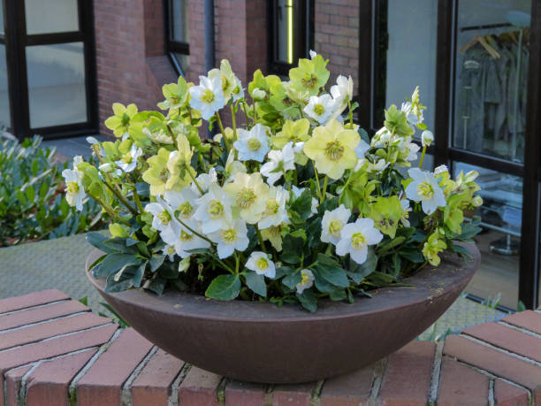 Petal of blooming Helleborus niger in a pot on the street Petal of blooming Helleborus niger in a pot on the street hellebore stock pictures, royalty-free photos & images