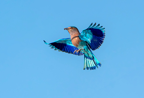 beautiful portrait of colourful bird during flight and wingspan in the blue sky