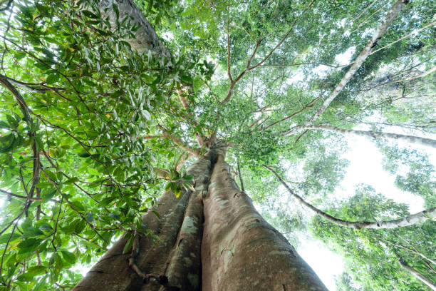 istock green trees in the summer forest 1390420222