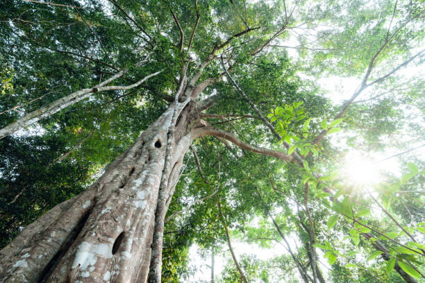istock green trees in the summer forest 1390420824
