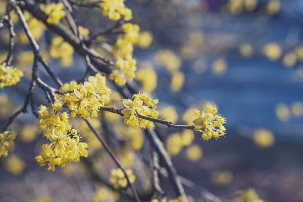 Branches with European corn flowers in spring, Cornelian cherry , Cornus mas. Spring flowers