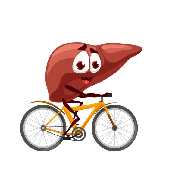 Cartoon liver character personage rides a bicycle Cartoon liver character personage rides a bicycle. Vector anatomical internal body organ with cute smiling face exercising. Medical kawaii healthy liver bicyclist, kids education, anatomy, health care glycogen stock illustrations