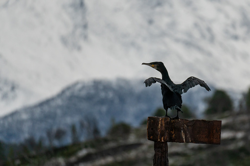 A beautiful cormorant sitting on a pole by the snow covered Norwegian mountains