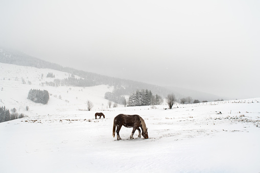 Two horses graze in a snowy meadow