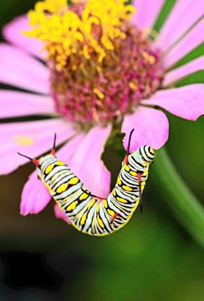 istock Caterpillar on pink flower petals - animal behavior. 1390423425