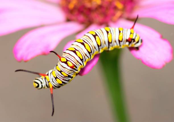 istock Caterpillar on pink flower petals - animal behavior. 1390423639