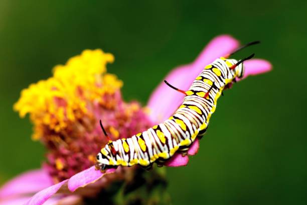 istock Caterpillar on pink flower petals - animal behavior. 1390423640