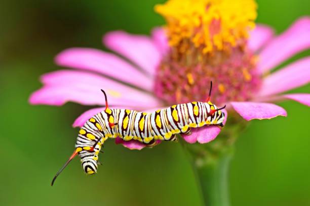 istock Caterpillar on pink flower petals - animal behavior. 1390423651