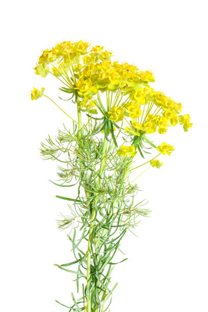 istock Cypress spurge (Euphorbia cyparissias) flowers 1390424341